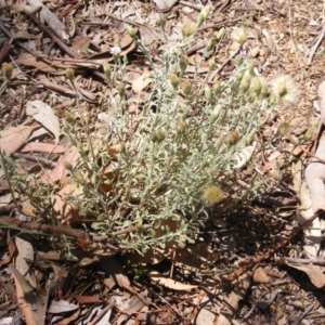 Vittadinia cuneata var. cuneata at Garran, ACT - 10 Nov 2019