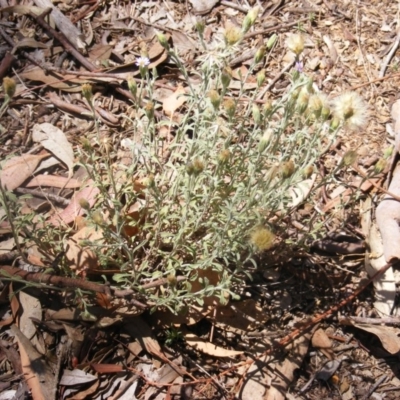 Vittadinia cuneata var. cuneata (Fuzzy New Holland Daisy) at Federal Golf Course - 10 Nov 2019 by MichaelMulvaney