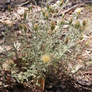 Vittadinia cuneata var. cuneata at Garran, ACT - 10 Nov 2019 12:25 PM