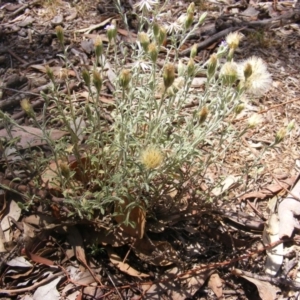 Vittadinia cuneata var. cuneata at Garran, ACT - 10 Nov 2019 12:25 PM