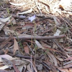 Wahlenbergia stricta subsp. stricta (Tall Bluebell) at Federal Golf Course - 10 Nov 2019 by MichaelMulvaney