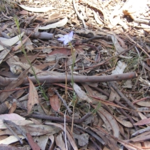 Wahlenbergia stricta subsp. stricta at Garran, ACT - 10 Nov 2019 12:35 PM