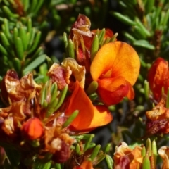 Pultenaea subspicata (Low Bush-pea) at Kowen, ACT - 9 Nov 2019 by RWPurdie