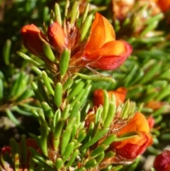 Pultenaea subspicata at Kowen, ACT - 10 Nov 2019 12:00 AM