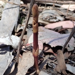 Dipodium roseum (Rosy Hyacinth Orchid) at Cook, ACT - 10 Nov 2019 by CathB