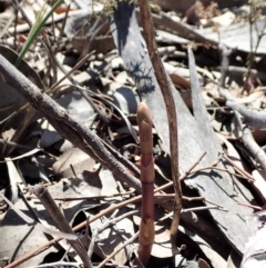 Dipodium roseum at Cook, ACT - 10 Nov 2019