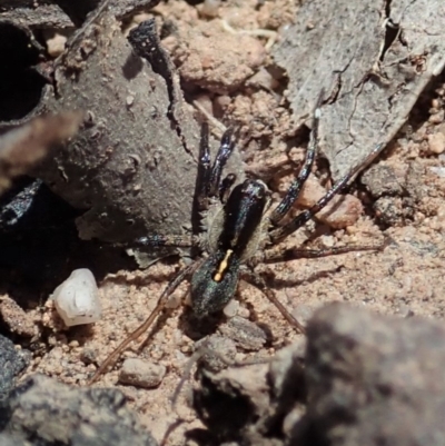 Lycosidae (family) (Unidentified wolf spider) at Aranda, ACT - 10 Nov 2019 by CathB