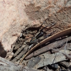 Lycosidae (family) at Aranda, ACT - 10 Nov 2019