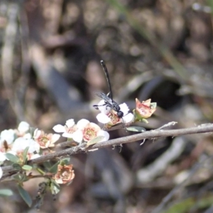 Gasteruption sp. (genus) at Aranda, ACT - 10 Nov 2019 12:13 PM