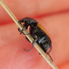 Phyllotocus rufipennis (Nectar scarab) at Aranda Bushland - 10 Nov 2019 by CathB