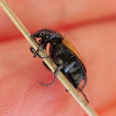 Phyllotocus rufipennis (Nectar scarab) at Aranda Bushland - 10 Nov 2019 by CathB