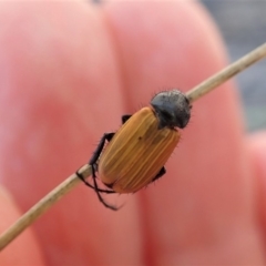 Phyllotocus rufipennis at Dunlop, ACT - 10 Nov 2019