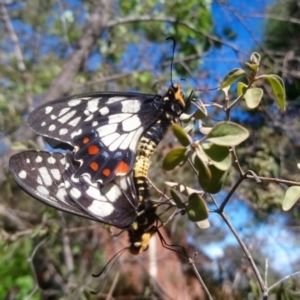 Papilio anactus at Kambah, ACT - 10 Nov 2019 03:56 PM