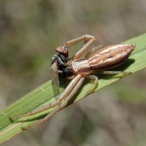 Runcinia acuminata at Cook, ACT - 10 Nov 2019 01:53 PM