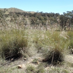 Rytidosperma pallidum (Red-anther Wallaby Grass) at Mount Painter - 10 Nov 2019 by CathB