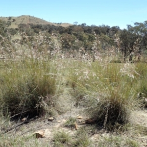 Rytidosperma pallidum at Cook, ACT - 10 Nov 2019