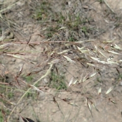 Rytidosperma pallidum at Cook, ACT - 10 Nov 2019 01:56 PM