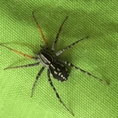 Nyssus coloripes (Spotted Ground Swift Spider) at Monash, ACT - 10 Nov 2019 by jackQ