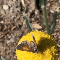 Lucia limbaria (Chequered Copper) at Monash, ACT - 10 Nov 2019 by jackQ