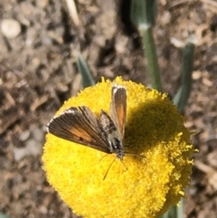 Lucia limbaria at Monash, ACT - 10 Nov 2019 03:23 PM