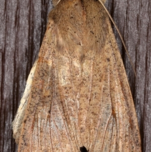 Mythimna (Pseudaletia) convecta at Kambah, ACT - 10 Nov 2019