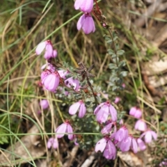 Tetratheca bauerifolia at Cotter River, ACT - 10 Nov 2019 11:30 AM