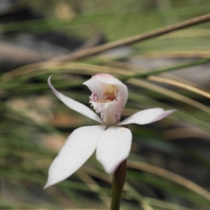 Caladenia alpina at Brindabella, NSW - 10 Nov 2019