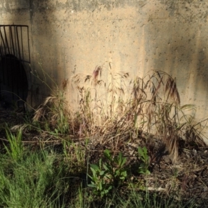 Bromus diandrus at Higgins, ACT - 10 Nov 2019 06:12 PM