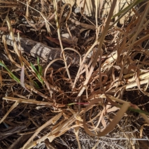 Bromus diandrus at Higgins, ACT - 10 Nov 2019 06:12 PM