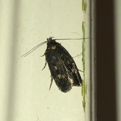 Barea codrella (A concealer moth) at Aranda, ACT - 10 Nov 2019 by Jubeyjubes