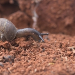 Camaenidae (family) (A land snail) at Mt Holland - 10 Nov 2019 by danswell