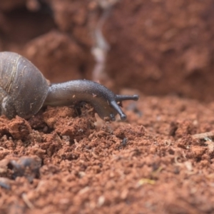 Camaenidae (family) at Tinderry, NSW - 10 Nov 2019