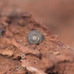 Camaenidae (family) at Tinderry, NSW - 10 Nov 2019