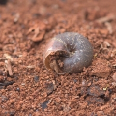 Camaenidae (family) at Tinderry, NSW - 10 Nov 2019