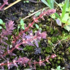 Myriophyllum verrucosum (Red Water-milfoil) at Yarramundi Grassland
 - 10 Nov 2019 by JaneR