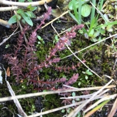 Myriophyllum verrucosum at Hackett, ACT - 10 Nov 2019