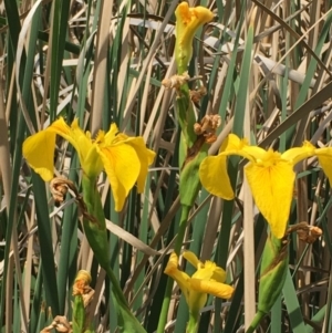 Iris pseudacorus at Hackett, ACT - 2 Nov 2019