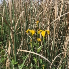 Iris pseudacorus at Hackett, ACT - 2 Nov 2019