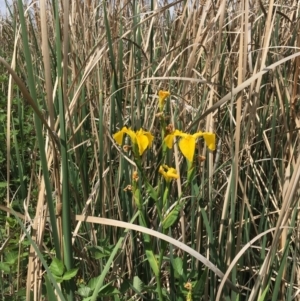 Iris pseudacorus at Hackett, ACT - 2 Nov 2019 02:31 PM