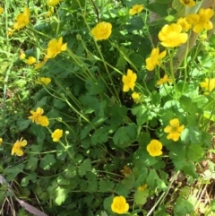 Ranunculus repens (Creeping Buttercup) at Hackett, ACT - 10 Nov 2019 by JaneR