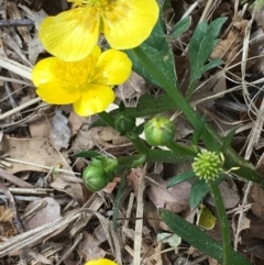 Ranunculus repens at Hackett, ACT - 10 Nov 2019