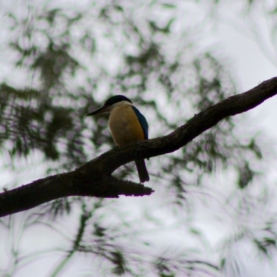 Todiramphus sanctus (Sacred Kingfisher) at Mongarlowe, NSW - 10 Nov 2019 by LisaH