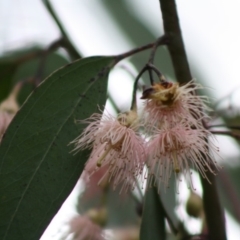 Eucalyptus sp. (A Gum Tree) at Mongarlowe, NSW - 10 Nov 2019 by LisaH