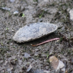 Hyriidae sp. (family) (Freshwater Mussels) at Mongarlowe, NSW - 10 Nov 2019 by LisaH