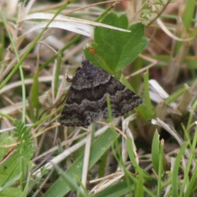 Dichromodes ainaria (A geometer or looper moth) at Mongarlowe, NSW - 10 Nov 2019 by LisaH