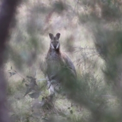 Notamacropus rufogriseus (Red-necked Wallaby) at Mongarlowe River - 10 Nov 2019 by LisaH
