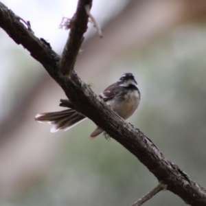 Rhipidura albiscapa at Mongarlowe, NSW - 10 Nov 2019