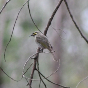 Caligavis chrysops at Mongarlowe, NSW - 10 Nov 2019 04:20 PM