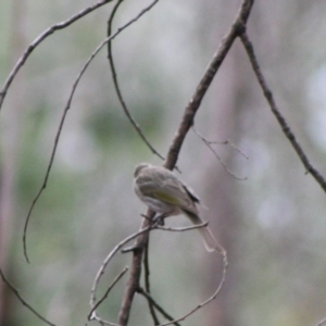 Caligavis chrysops at Mongarlowe, NSW - 10 Nov 2019 04:20 PM