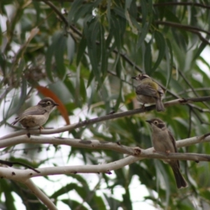 Melithreptus brevirostris at Mongarlowe, NSW - 10 Nov 2019